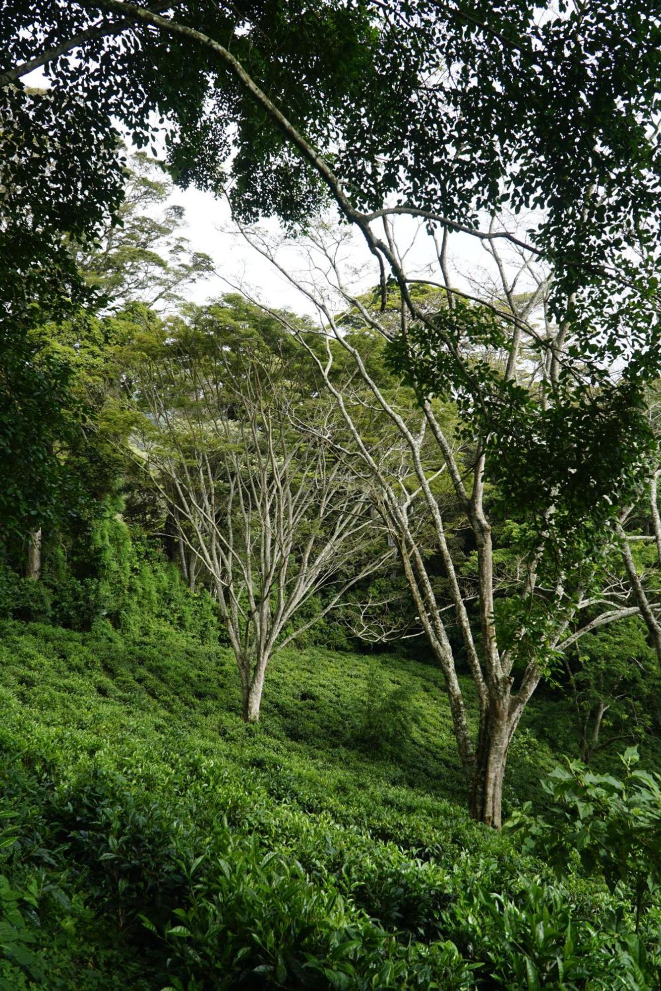 Themi Valley Eco And Cultural Tourism Homestay Arusha Esterno foto